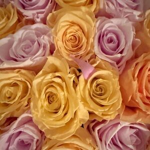 Meet your Posher, Elaina